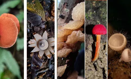 ഭക്ഷ്യയോഗ്യവും കൊടുംവിഷമുള്ളതുമടക്കം 173 ഇനം കൂണുകൾ! ആറളം, കൊട്ടിയൂർ വന്യജീവി സങ്കേതത്തിൽ കൗതുകക്കലവറ