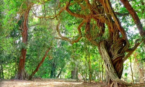 ഒ​രു​ങ്ങു​ന്നു, ജൈവസമൃദ്ധ ‘കാ​വു​ഗ്രാ​മം’