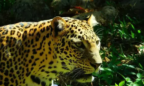 നാ​ട്ടി​ൽ ക​റ​ങ്ങി​ന​ട​ന്ന് പു​ലി; വ​ട്ടം ക​റ​ങ്ങി ജ​നം