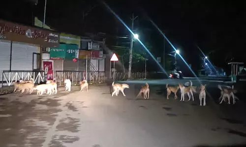 ‘മുഖം പൊളിഞ്ഞത് പട്ടികളുടെ കടിയേറ്റാണോ വീഴ്ചയിലാണോ എന്ന് തിരിച്ചറിയാൻ പറ്റാത്ത അവസ്ഥ!’