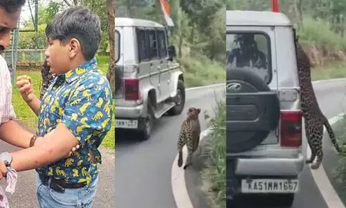 ബംഗളൂരുവിലെ ബന്നാർഘട്ടയിൽ ജീപ്പ് സഫാരിക്കിടെ 13കാരനെ പുള്ളിപ്പുലി ആക്രമിച്ചു; രക്ഷപ്പെട്ടത് തലനാരിഴക്ക്