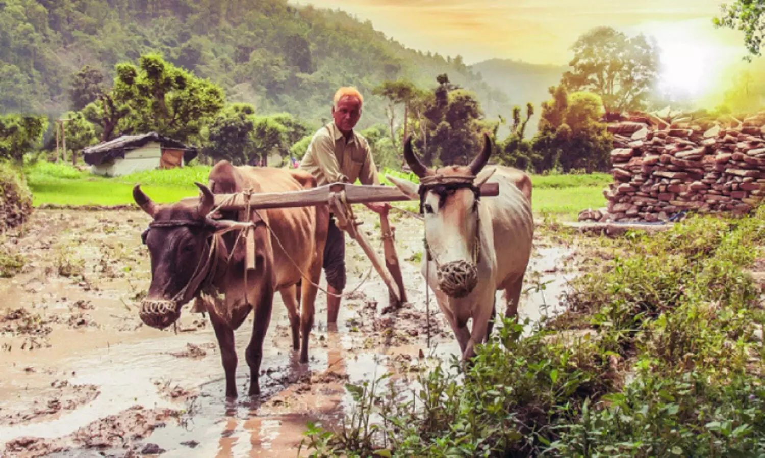 ഇ​ന്ന് ക​ർ​ഷ​ക ദി​നം; ആ​ശ​ങ്ക​ക​ളും പ്ര​തീ​ക്ഷ​ക​ളു​മാ​യി ക​ർ​ഷ​ക​ർ