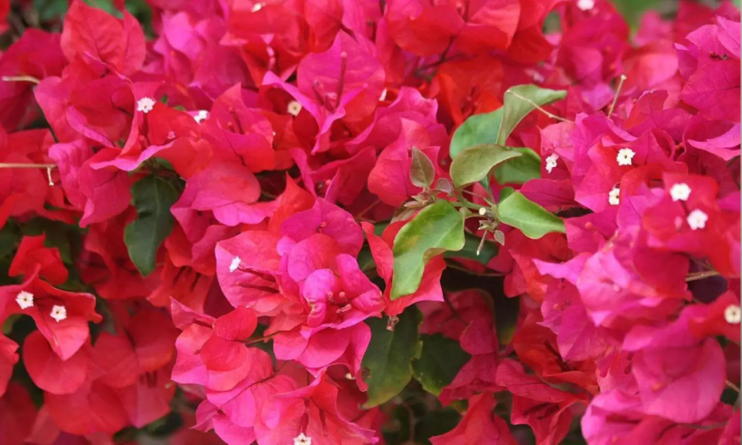 അ​ല​ങ്കാ​ര​ത്തി​ന്​ ബോ​ഗ​ൻ​വി​ല്ല