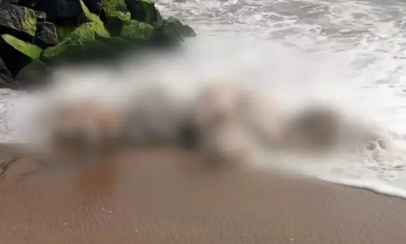 ചെറായി ബീച്ചിൽ ദിവസങ്ങൾ പഴക്കമുള്ള ആനയുടെ ജഡം കണ്ടെത്തി