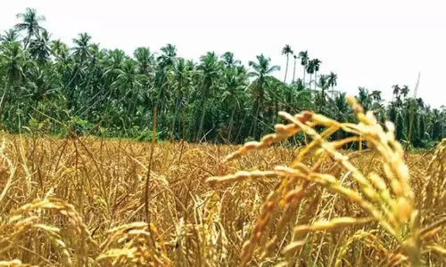 ‘ഉമ’ക്ക്​​ വാർധക്യബാധ; പകരം നെൽവിത്തില്ല