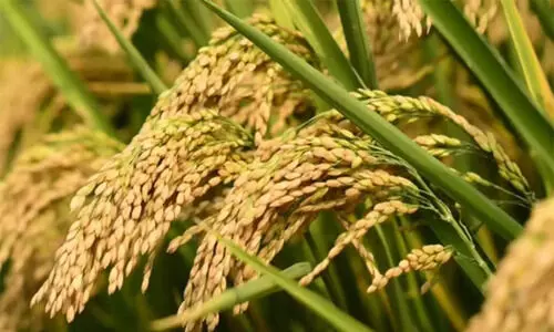 ഇന്ന് ചിങ്ങം ഒന്ന്, പുതുവർഷത്തെ വരവേറ്റ് മലയാളികൾ