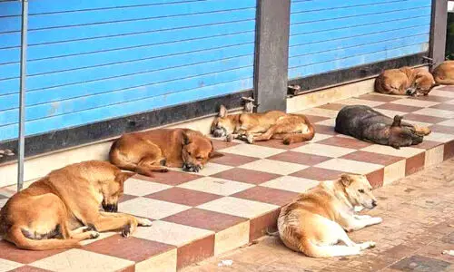 വ്യാപാര സ്ഥാപനങ്ങൾ കൈയടക്കി നായ്ക്കൂട്ടം