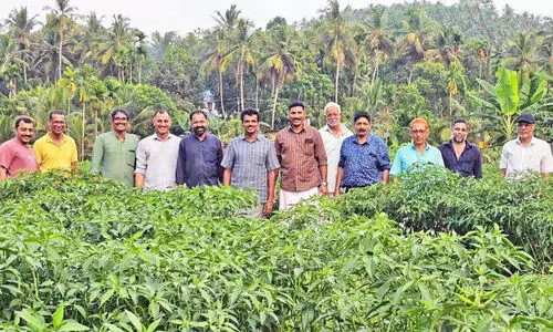 ഇന്ന് കർഷക ദിനം; നാട് പച്ച പിടിപ്പിച്ച് ‘പാടം’