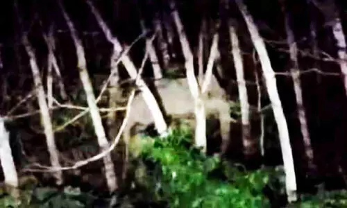 പുന്നല ജനവാസ മേഖലയിൽ വീണ്ടും കാട്ടാന പുന്നല ജനവാസ മേഖലയിൽ വീണ്ടും കാട്ടാന