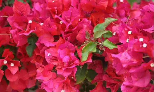 അ​ല​ങ്കാ​ര​ത്തി​ന്​ ബോ​ഗ​ൻ​വി​ല്ല