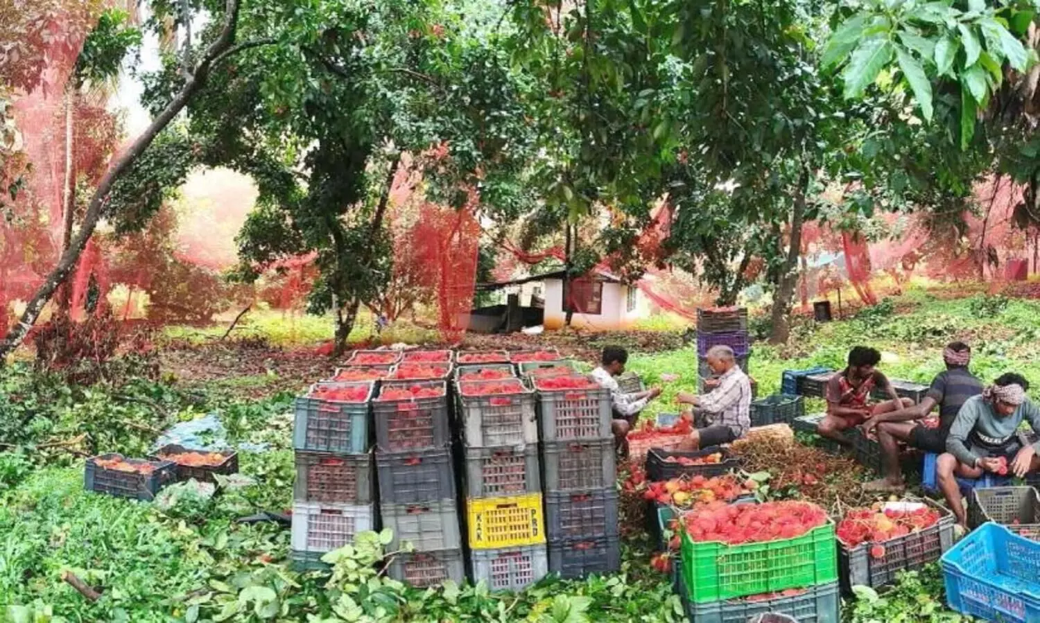 Rambutan farmers