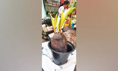 കൗതുകമായി മൂന്ന് മുളയുള്ള തെങ്ങിൻ തൈ