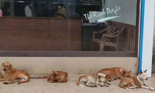 തെ​രു​വു​നാ​യ് ശ​ല്യം; പോ​ർ​ട്ട​ബി​ൾ എ.​ബി.​സി കേ​ന്ദ്ര​ങ്ങ​ൾ തു​ട​ങ്ങാൻ ആ​ലോ​ച​ന