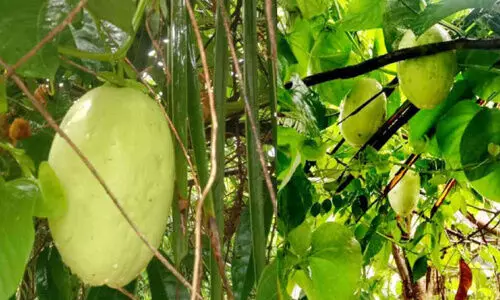 ഹരീഷിന്റെ ആകാശ വെള്ളരിക്ക് സല്യൂട്ട്