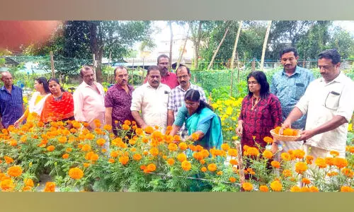ചെ​ണ്ടുമ​ല്ലി​പ്പൂ വിളവെടുപ്പ് ഉദ്ഘാടനം