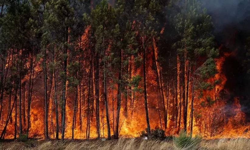 സ്​പെയിനിലും പോർചുഗലിലും കാട്ടുതീ പടരുന്നു; ലക്ഷക്കണക്കിന് ഹെക്ടർ വനം കത്തിനശിച്ചു