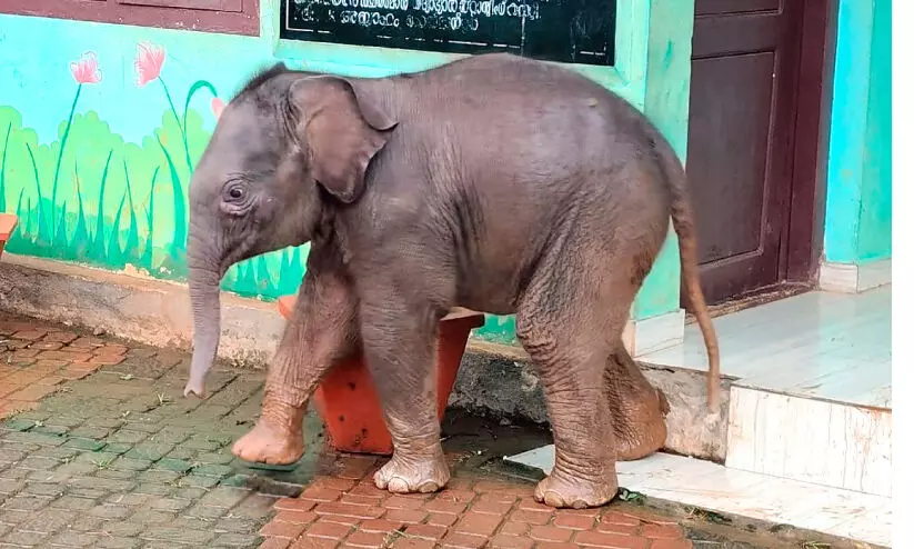 ആനക്കുട്ടീ പോകല്ലേ...