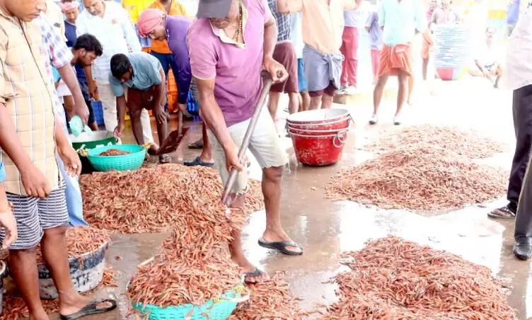 ചെറുമീനുകളെത്തി; മീൻ വില താഴേക്ക്