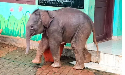 ആനക്കുട്ടീ പോകല്ലേ...