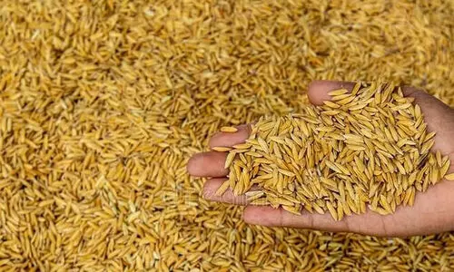 നെല്ല് സംഭരണം: കേന്ദ്ര സര്ക്കാര് നല്കാനുള്ളത് 2601 കോടി നെല്ല് സംഭരണം: കേന്ദ്ര സര്ക്കാര് നല്കാനുള്ളത് 2601 കോടി