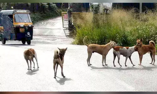 ഷെൽട്ടർ ഹൗസ് നിർമാണം പാതിവഴിയിൽ; തെരുവ് നായ്ക്കൾ വിഹരിക്കുന്നു ഷെൽട്ടർ ഹൗസ് നിർമാണം പാതിവഴിയിൽ; തെരുവ് നായ്ക്കൾ വിഹരിക്കുന്നു