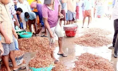 ചെറുമീനുകളെത്തി; മീൻ വില താഴേക്ക്