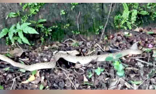 കാട് കയറി ഫ്ലാറ്റ്ഫോം; പരിഭ്രാന്തി പരത്തി കൂറ്റൻ അണലി