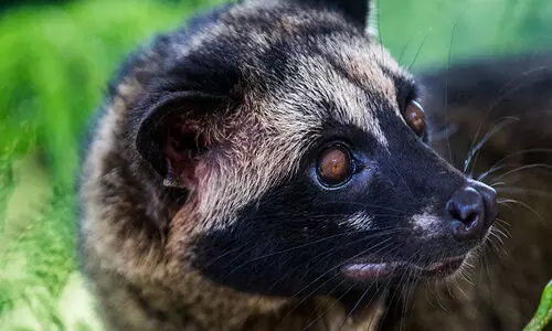 ഹൈകോടതിയിൽ മരപ്പട്ടി ശല്യം: ചീഫ് ജസ്റ്റിസിന്റെ ബെഞ്ച് പ്രവർത്തനം നിർത്തി, കേസുകൾ മാറ്റിവെച്ചു