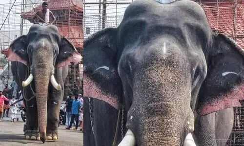 elephant, kerala news, latest news, malayalam news, ആന ചരിഞ്ഞു,