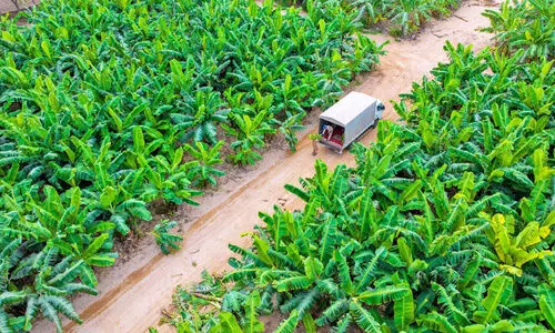 സ​ന്ദ​ർ​ശ​ക​ർ​ക്ക് വാ​തി​ൽ തു​റ​ന്ന് സ​ലാ​ല റ​സാ​ത്ത് റോ​യ​ൽ ഫാം