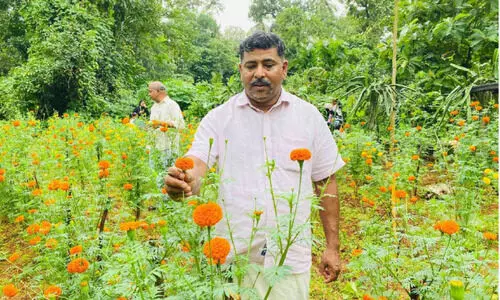 marigold cultivation