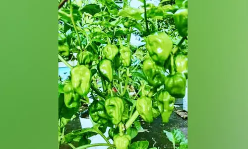 മാലിമുളക് കർഷകർ ദുരിതത്തിൽ