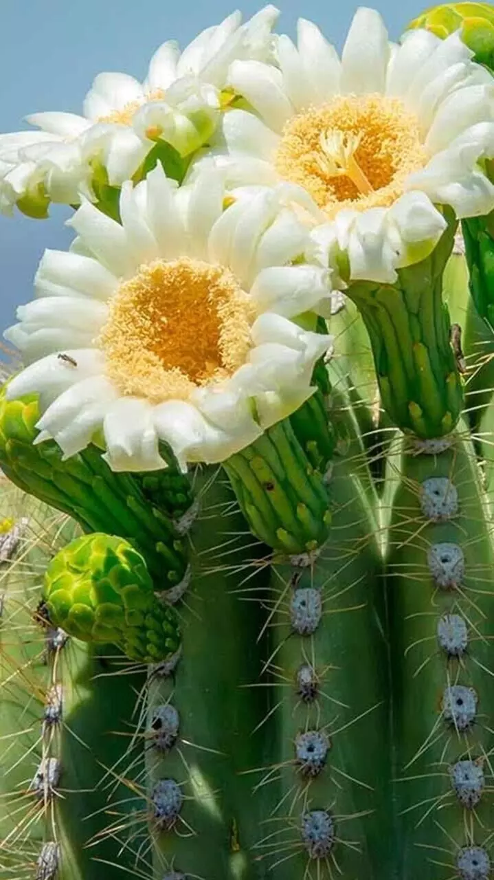 കള്ളിമുള്ളിന്‍റെ അധികമാരുമറിയാത്ത ആരോഗ്യ ഗുണങ്ങൾ