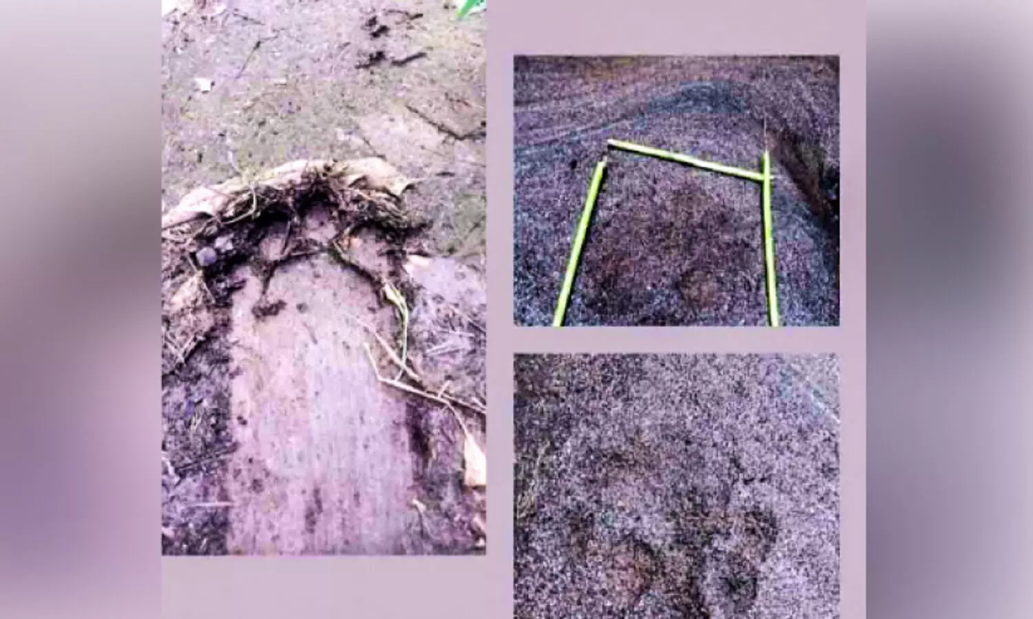 പുലിയുടെ കാൽപ്പാട്; ഇളങ്കാട് - വല്ല്യന്ത ഭീതിയിൽ