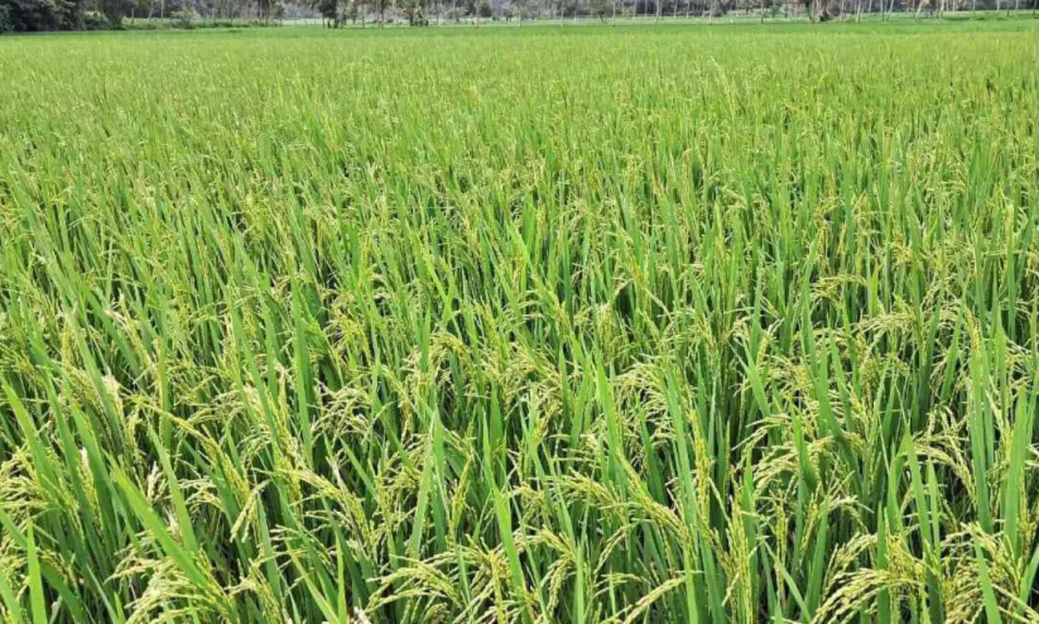 സപ്ലൈകോ രജിസ്ട്രേഷൻ നീളുന്നു; നെൽപാടങ്ങൾ കതിരണിഞ്ഞിട്ടും കർഷകർ ആശങ്കയിൽ