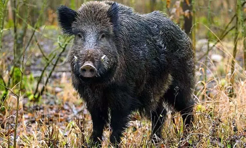 wild boar wild boar