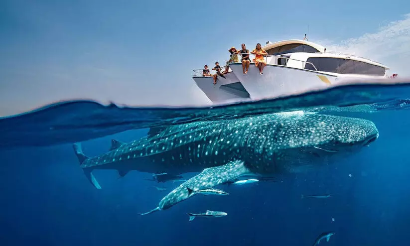 ഡിസ്കവർ ഖത്തറിന്റെ വേനൽക്കാല യാത്രാ പാക്കേജ്; വരൂ, ഭീമൻ തിമിംഗല സ്രാവുകളെ കാണാം ഡിസ്കവർ ഖത്തറിന്റെ വേനൽക്കാല യാത്രാ പാക്കേജ്; വരൂ, ഭീമൻ തിമിംഗല സ്രാവുകളെ കാണാം