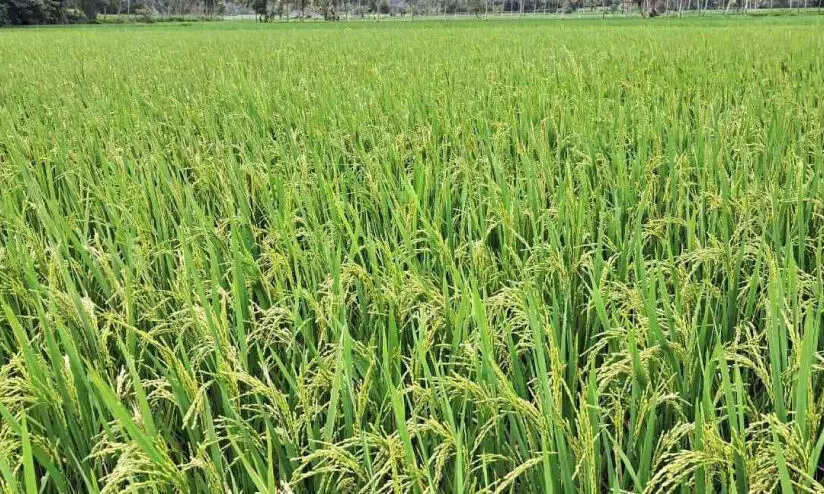 സപ്ലൈകോ രജിസ്ട്രേഷൻ നീളുന്നു; നെൽപാടങ്ങൾ കതിരണിഞ്ഞിട്ടും കർഷകർ ആശങ്കയിൽ