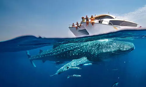 ഡി​സ്‌​ക​വ​ർ ഖ​ത്ത​റി​ന്റെ വേ​ന​ൽ​ക്കാ​ല യാ​ത്രാ പാ​ക്കേ​ജ്; വ​രൂ, ഭീ​മ​ൻ തി​മിം​ഗ​ല സ്രാ​വു​ക​ളെ കാ​ണാം