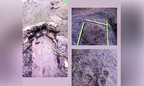 പുലിയുടെ കാൽപ്പാട്; ഇളങ്കാട് - വല്ല്യന്ത ഭീതിയിൽ