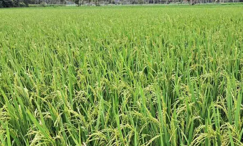 സപ്ലൈകോ രജിസ്ട്രേഷൻ നീളുന്നു; നെൽപാടങ്ങൾ കതിരണിഞ്ഞിട്ടും കർഷകർ ആശങ്കയിൽ