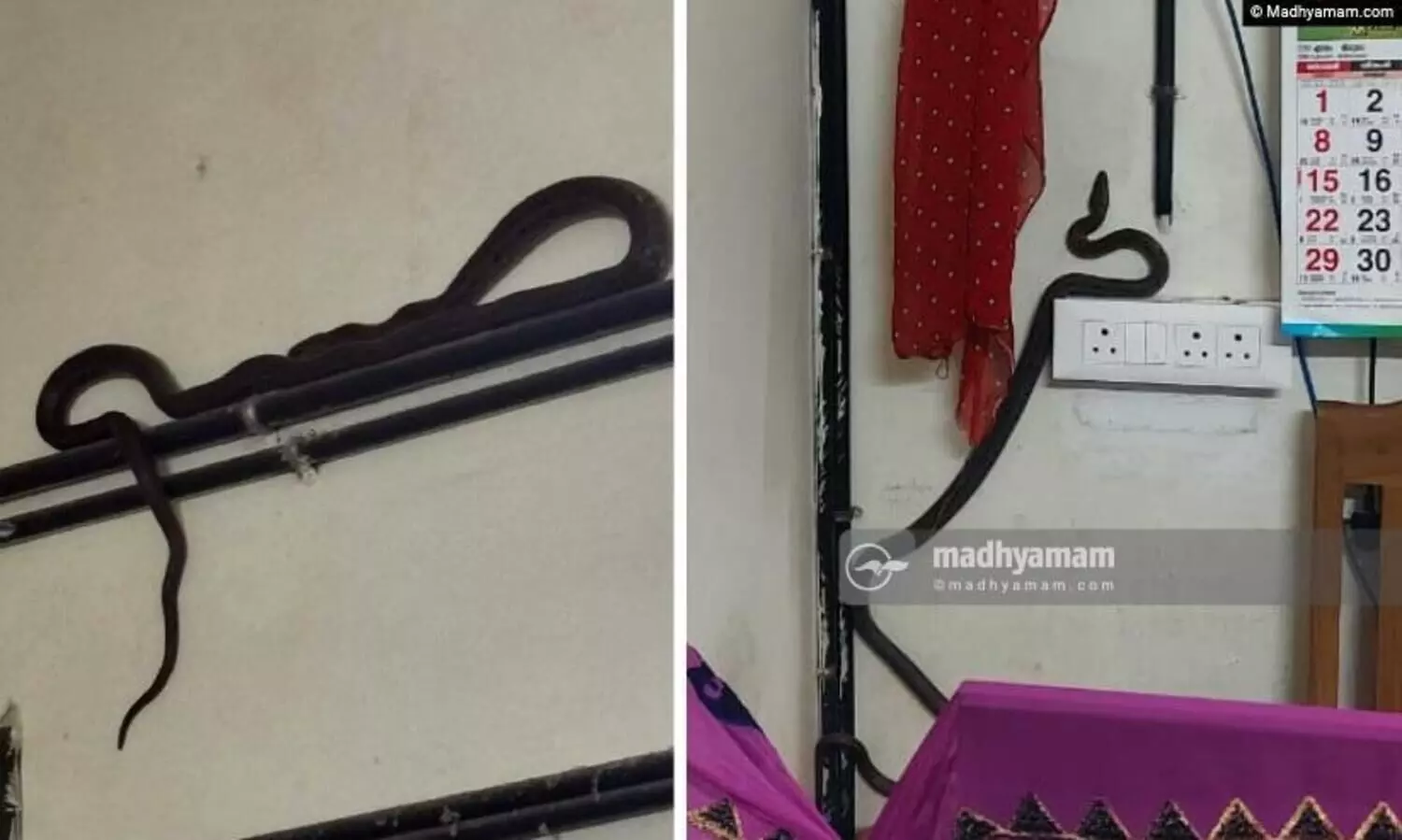 ഇടുക്കിയിൽ ‘കോടതികയറി’ റാറ്റിൽ സ്നേക്ക്; പിടികൂടി പറഞ്ഞുവിട്ട് വനംവകുപ്പ് ഉദ്യോഗസ്ഥർ