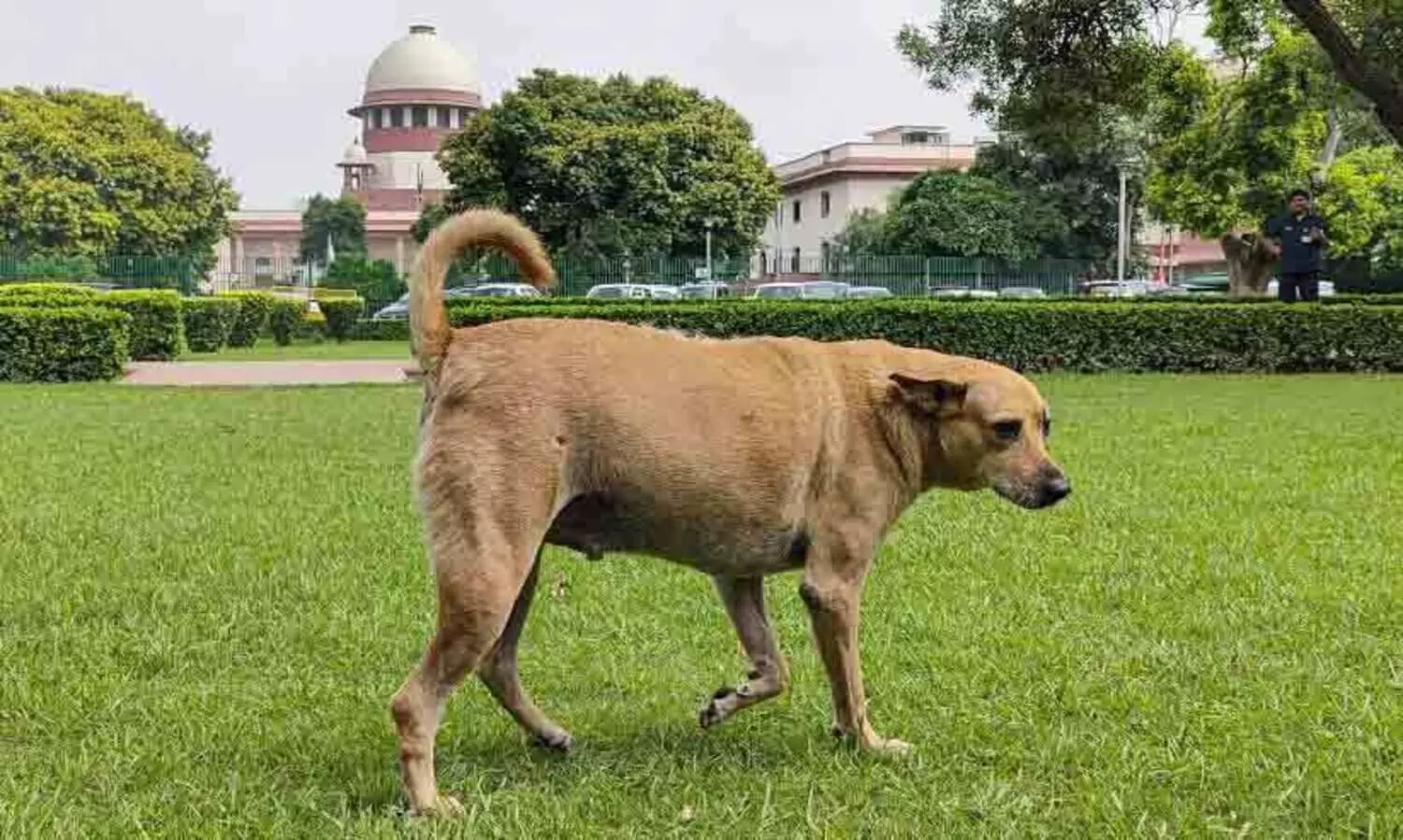 പൊതു ഇടത്തിൽ തെരുവുനായ്ക്കൾക്ക് തീറ്റ കൊടുക്കരുത്, വാക്സിനേഷൻ നടത്തിയവയെ പിടികൂടിയ സ്ഥലത്ത് തന്നെ വിട്ടയക്കണം; സുപ്രീംകോടതി