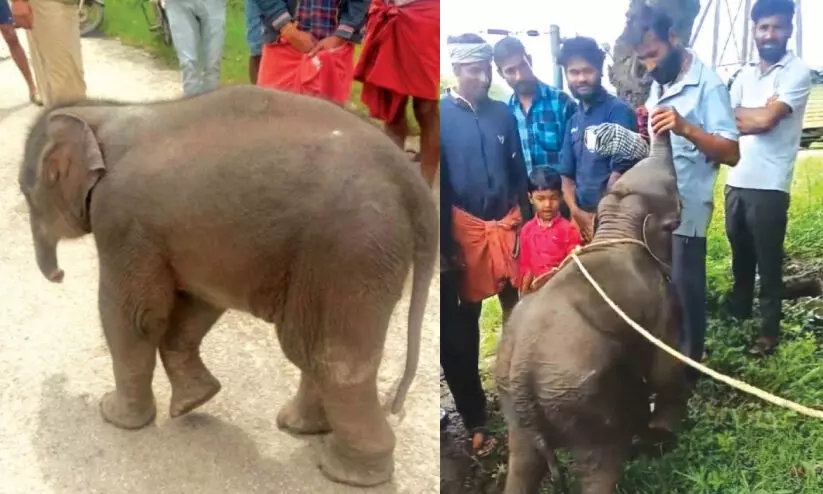 ആ​ന​ക്കു​ട്ടി​ക്ക് ആ​ട്ടി​ൻ​പാ​ലി​ൽ അ​തി​ജീ​വ​നം; അ​മ്മ​യെ​ത്തേ​ടി കേ​ര​ള-​ക​ർ​ണാ​ട​ക വ​ന​പാ​ല​ക​ർ