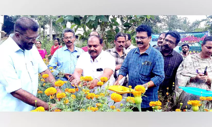 കരവാരത്ത് ഓണക്കാല പൂക്കൃഷി വിളവെടുപ്പ് തുടങ്ങി
