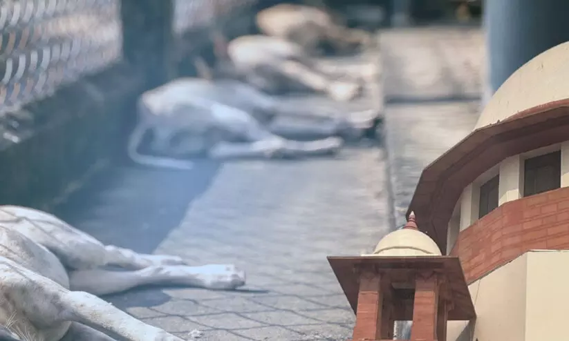 തെരുവുനായ്കൾക്ക് തെരുവിൽ ഭക്ഷണം നൽകരുത്, പ്രത്യേക കേന്ദ്രങ്ങൾ വേണം; എ.ബി.സി നിയമപ്രകാരം നായ്കളെ പിടിക്കുന്നത് ആർക്കും തടയാനാവില്ല -സുപ്രീംകോടതി തെരുവുനായ്കൾക്ക് തെരുവിൽ ഭക്ഷണം നൽകരുത്, പ്രത്യേക കേന്ദ്രങ്ങൾ വേണം; എ.ബി.സി നിയമപ്രകാരം നായ്കളെ പിടിക്കുന്നത് ആർക്കും തടയാനാവില്ല -സുപ്രീംകോടതി