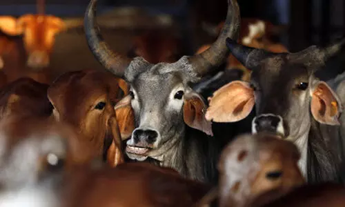 ഒഡിഷയിൽ കാലിക്കടത്ത് ആരോപിച്ച് വാഹനത്തിന് തീയിട്ടു