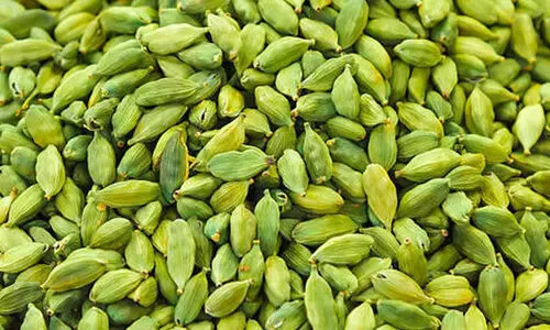 ഏലം അനധികൃത ലേലം: മുന്നറിയിപ്പുമായി സ്പൈസസ്​ ബോർഡ്