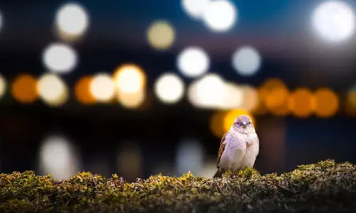 നഗര പക്ഷികളുടെ ഉറക്കം കെടുത്തി പ്രകാശ മലിനീകരണം