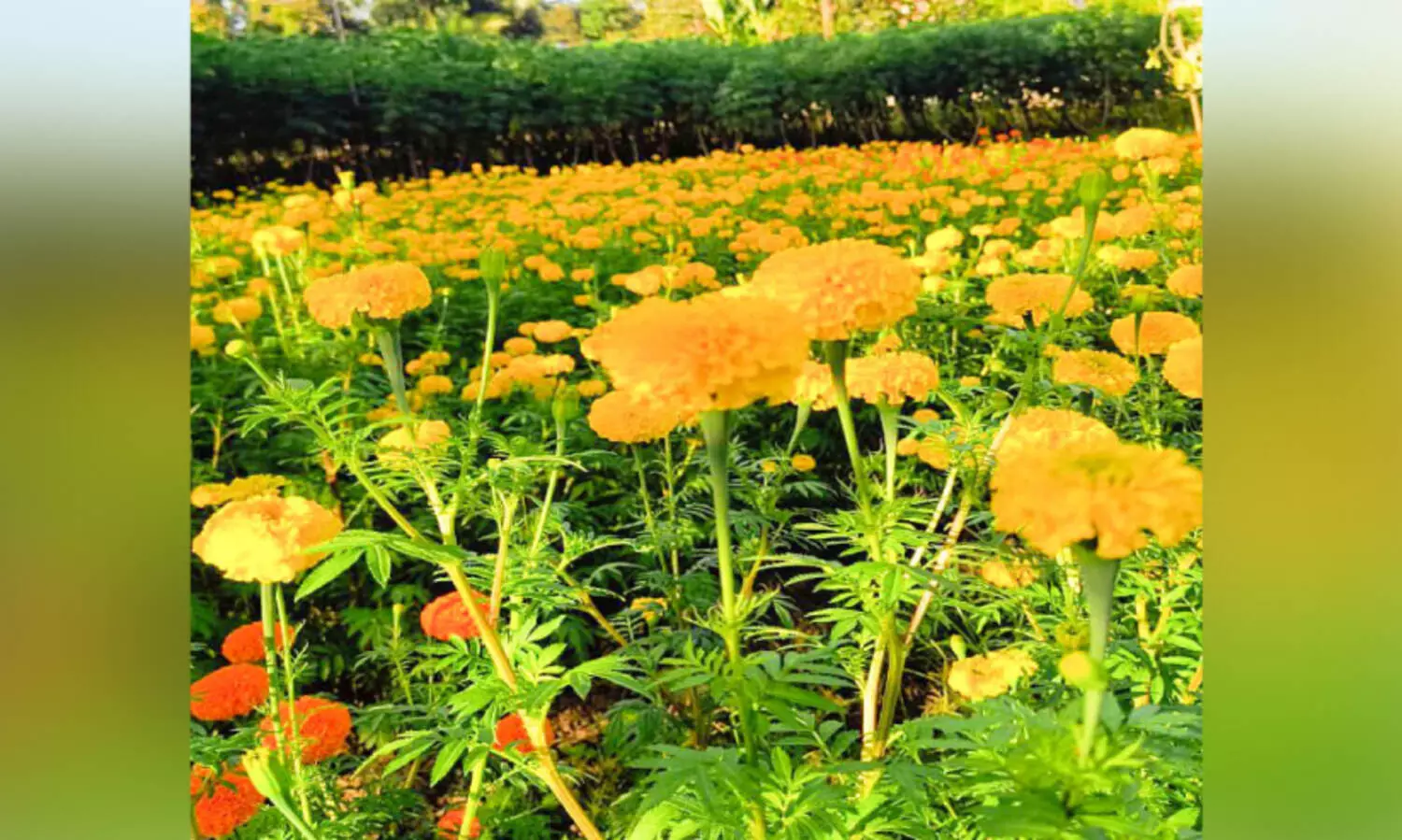 പൂക്കളമൊരുക്കാം കുടുംബശ്രീക്കൊപ്പം